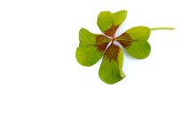 un trèfle à 4 feuilles pour illustrer un article sur la chance, la confiance, la loi d'attraction, le moment présent et le lâcher prise