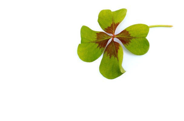 un trèfle à 4 feuilles pour illustrer un article sur la chance, la confiance, la loi d'attraction, le moment présent et le lâcher prise