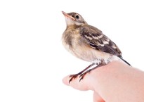 encourager ses enfants à grandir et à prendre leur envol